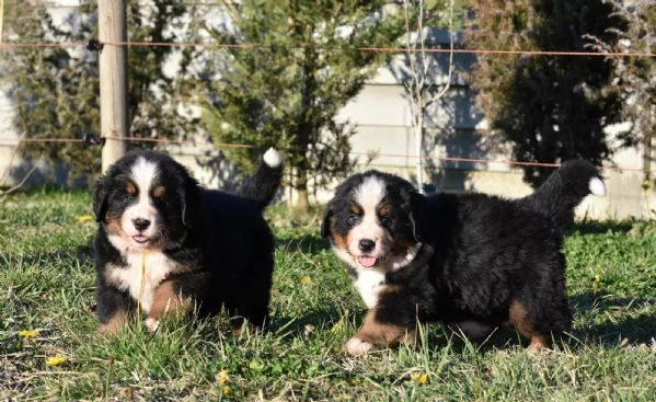 Meravigliosi cuccioli di Bovaro del Bernese | Foto 2