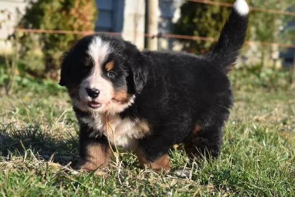 Meravigliosi cuccioli di Bovaro del Bernese | Foto 0
