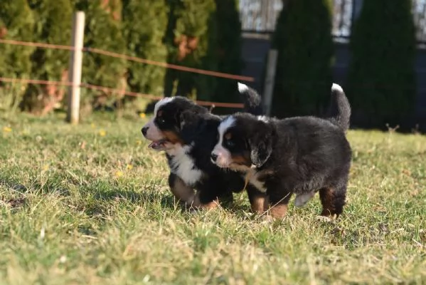 Meravigliosi cuccioli di Bovaro del Bernese
