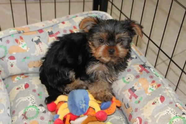 BELLISSIMI CUCCIOLI DI YORKSHIRE TERRIER DISPONIBILI | Foto 1