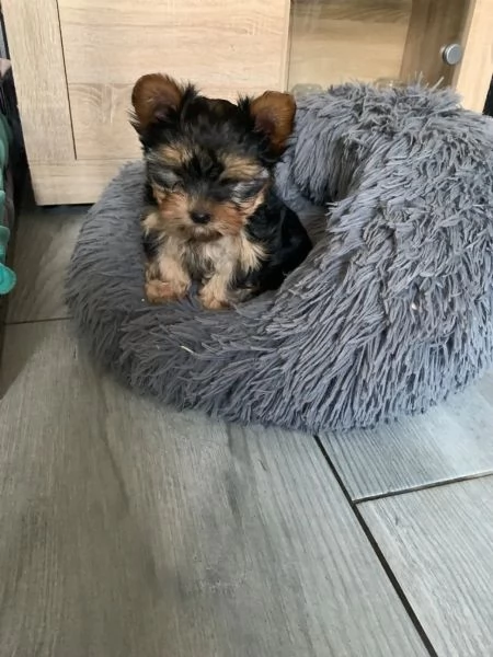 Dolcissimo cucciolo Yorkshire 3 mesi | Foto 4