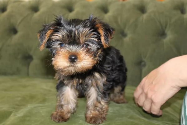 Dolcissimo cucciolo Yorkshire 3 mesi