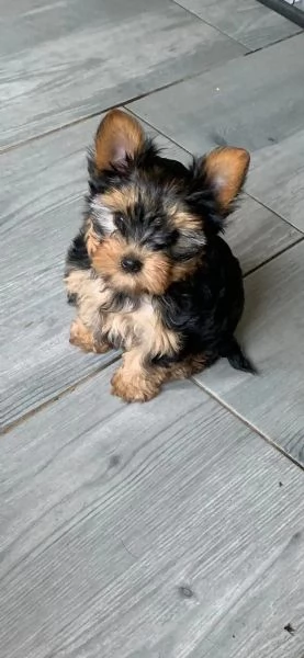 Dolcissimo cucciolo Yorkshire 3 mesi | Foto 3