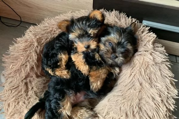 Dolcissimo cucciolo Yorkshire 3 mesi | Foto 1