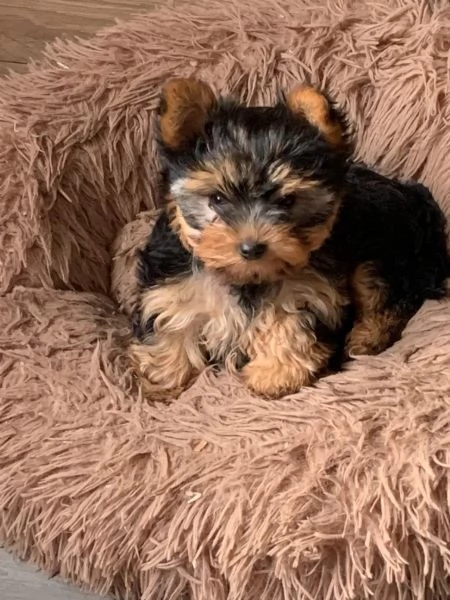 Dolcissimo cucciolo Yorkshire 3 mesi | Foto 0
