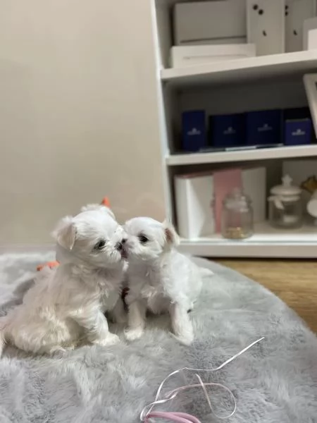 Piccoli cuccioli maltesi | Foto 1