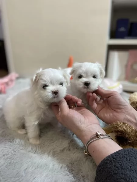 Piccoli cuccioli maltesi | Foto 0