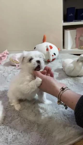 Piccoli cuccioli maltesi