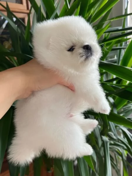 Rarissimi cuccioli di Volpini Pomerania | Foto 0