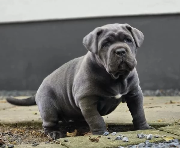 Cucciolata di Dobermann Maschi Femmine | Foto 2
