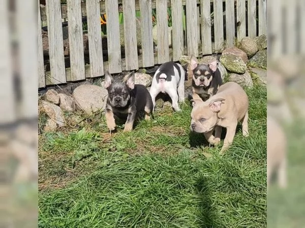 Cuccioli di bulldog francese, femmine e maschi | Foto 5