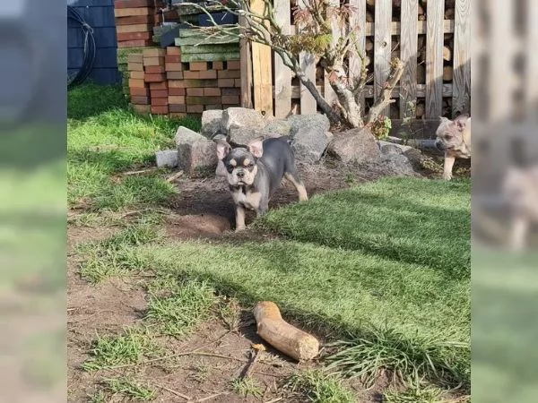 stupendi cuccioli di Bouledogue Francese | Foto 3
