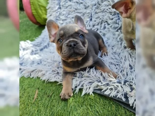 stupendi cuccioli di Bouledogue Francese | Foto 2