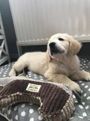 3 CUCCIOLI DI GOLDEN RETRIEVER CON PEDIGREE- | Foto 1