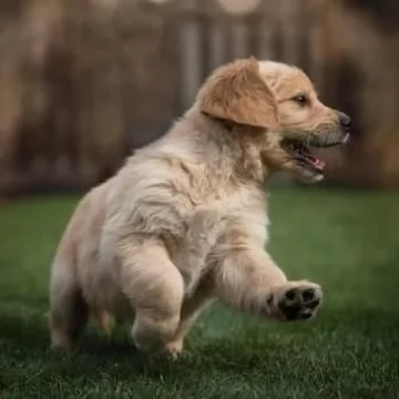 3 CUCCIOLI DI GOLDEN RETRIEVER CON PEDIGREE- | Foto 0