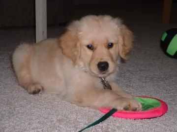 3 CUCCIOLI DI GOLDEN RETRIEVER CON PEDIGREE-