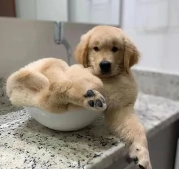 Cucciola pura di Golden Retriever | Foto 0