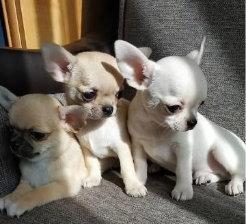 Disponibili cuccioli di Chihuahua Toy