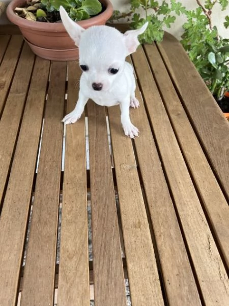 Disponibili cuccioli di Chihuahua Toy | Foto 3