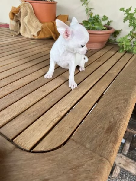 Disponibili cuccioli di Chihuahua Toy | Foto 2