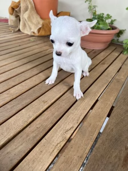 Disponibili cuccioli di Chihuahua Toy | Foto 1