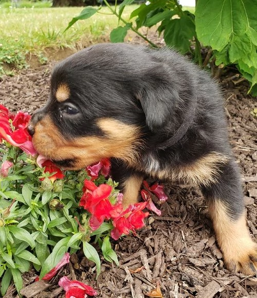 regalo cuccioli di tipo rottweiler con i capelli corti 