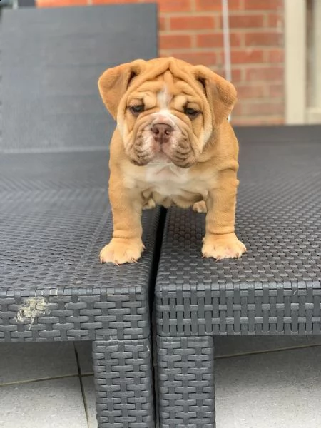 regalo bulldog inglese cuccioli con pedigree 