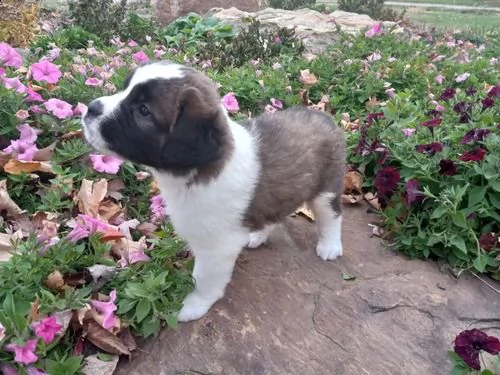 regalo adorabili cuccioli  san bernardo  femminucce e maschietti disponibili gratuita 