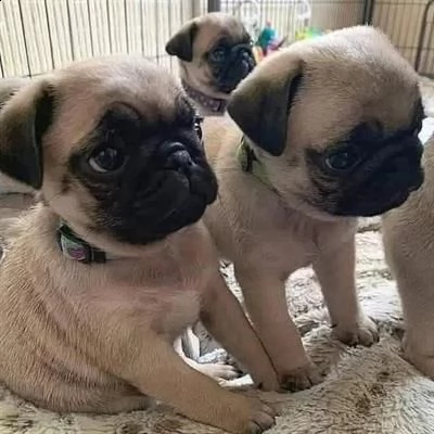 bellissimi cuccioli di carlino