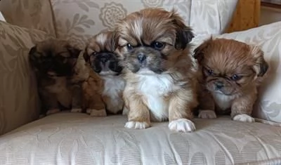 cuccioli di pechinese. un maschietto e tre femminucce