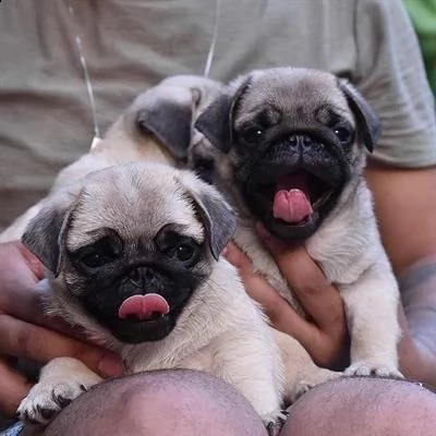 4 bellissimi cuccioli di carlino maschio e femmina