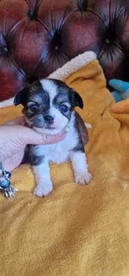 cuccioli chihuahua pelo lungo e corto maschi e femmine
