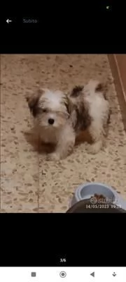 mix maltese - shihtzu