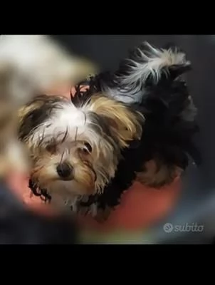 morkie mix maltese - york mini
