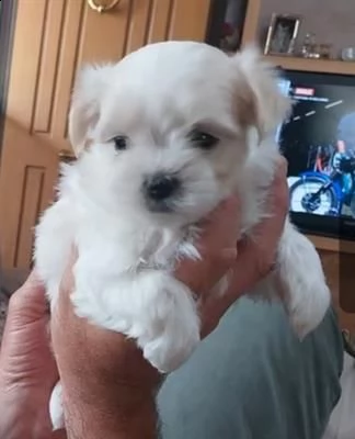 cuccioli maltese