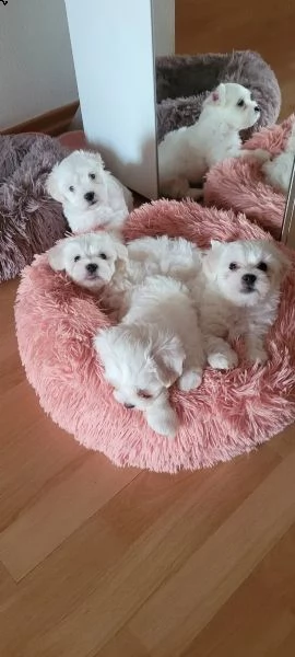 bellissimi cuccioli di maltese teacup | Foto 3