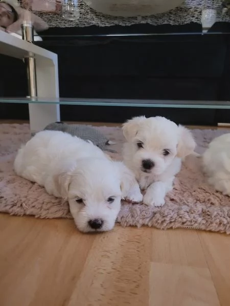 bellissimi cuccioli di maltese teacup