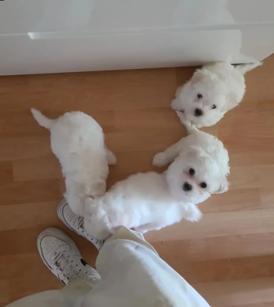 bellissimi cuccioli di maltese teacup | Foto 2