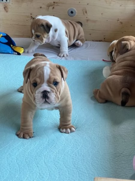 3 bulldog inglese cuccioli alta genealogia