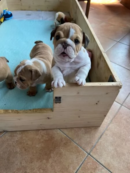 3 bulldog inglese cuccioli alta genealogia | Foto 2