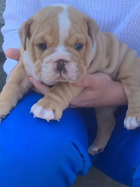 3 bulldog inglese cuccioli alta genealogia | Foto 1