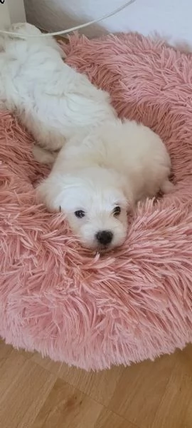 disponibile cucciola di maltese,