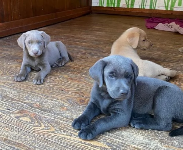 labrador retriever splendidi cuccioli con pedigree | Foto 1