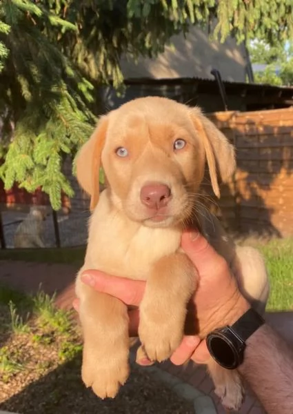 labrador retriever splendidi cuccioli con pedigree | Foto 0