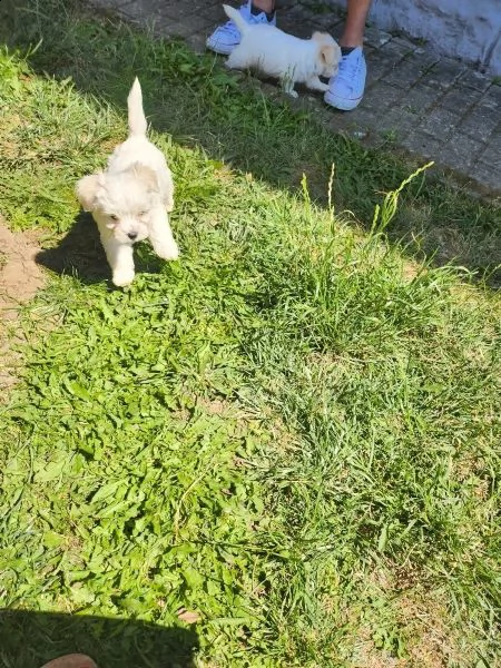 disponibile ultimi cucciolo di maltese maschioe femmina