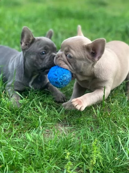 cuccioli bulldog francese pedigree enci | Foto 3