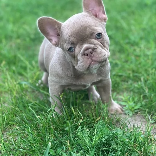 cuccioli bulldog francese pedigree enci | Foto 2
