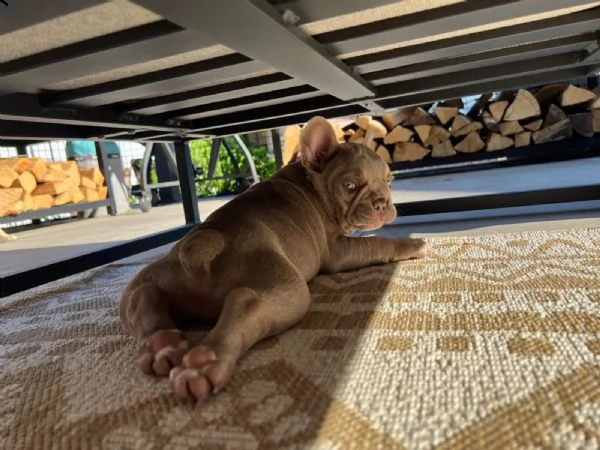 cuccioli bulldog francese pedigree enci | Foto 1