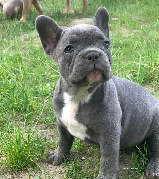 cuccioli bulldog francese pedigree enci | Foto 0