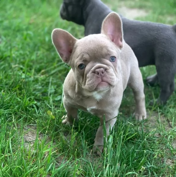 cuccioli bulldog francese pedigree enci